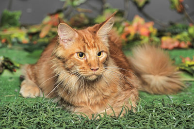 Portrait of ginger cat on field