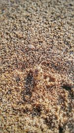 Close-up of crab on sand