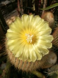 Close-up of yellow flower blooming outdoors