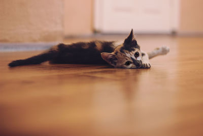Kitten lying at home