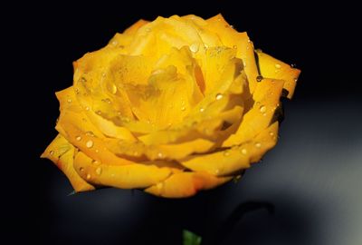 Close-up of water drops on rose