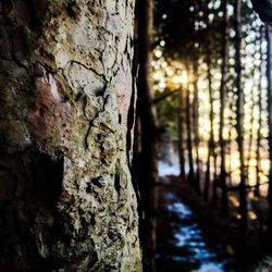 Trees in water
