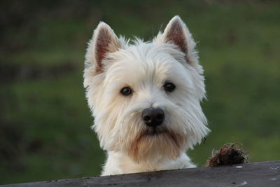 Portrait of west highland white terrier