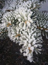 Close-up of snow on plant