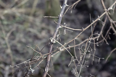 Close-up of dry twig on branch