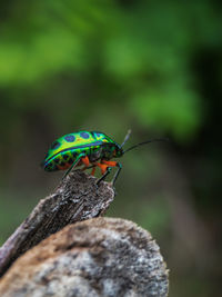 Close-up of insect on rock
