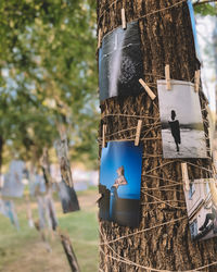 Close-up of bird on wooden post