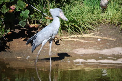 High angle view of gray heron on water