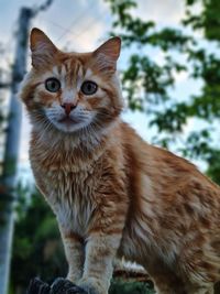 Close-up portrait of a cat