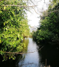 River amidst trees