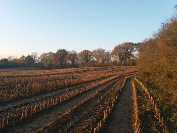 Scenic view of agricultural field against clear sky