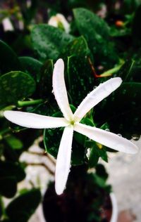 Close-up of white flowering plant