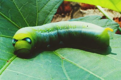 Close-up of insect on leaf