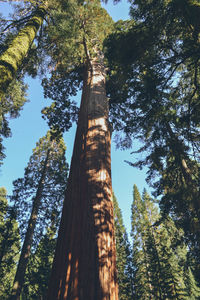 Low angle view of pine trees in forest against sky