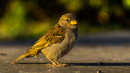 Close-up of bird perching