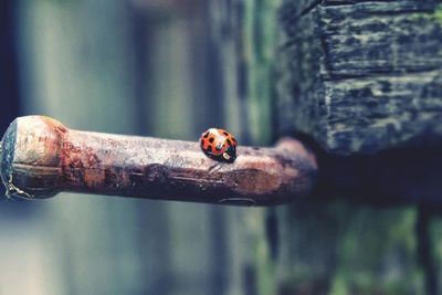 Close-up of ladybug on tree trunk