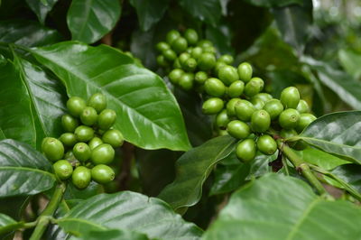 Close-up of coffee beans growing on tree