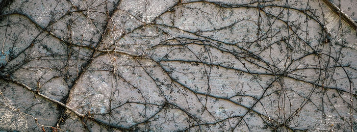 Full frame shot of tree trunk