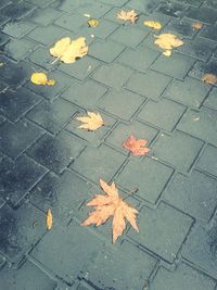 Fallen leaves on road