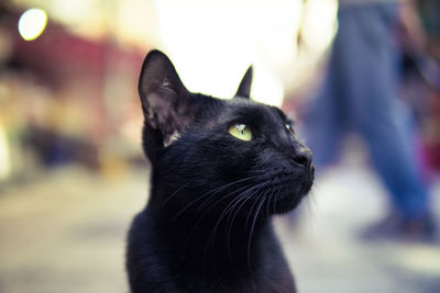 Close-up of black cat