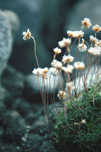 Close-up of white flowering plants on field