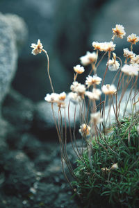 Close-up of white flowering plants on field