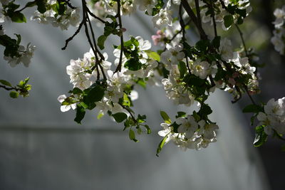 Close-up of white cherry blossoms in spring