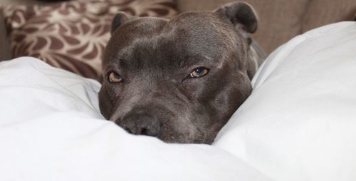 Close-up portrait of dog resting on bed