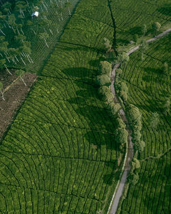 Full frame shot of agricultural field