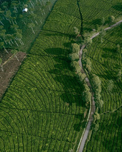 Full frame shot of agricultural field tea