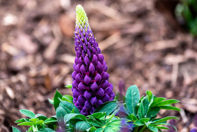 Close-up of purple flowering plant