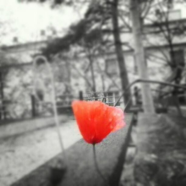 red, focus on foreground, flower, close-up, selective focus, nature, tree, growth, single flower, day, petal, fragility, outdoors, tree trunk, beauty in nature, no people, stem, freshness, flower head, plant