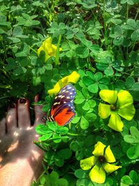 Close-up of butterfly on leaf