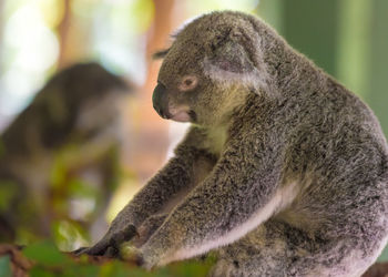 Close-up of koala