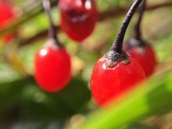 Close-up of red berries growing on plant