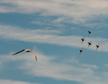 Low angle view of birds flying in sky