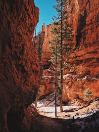 View of trees on cliff