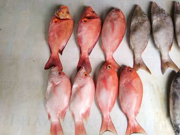 High angle view of fish for sale in market