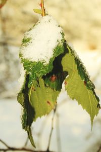 Close-up of snow on leaf during winter