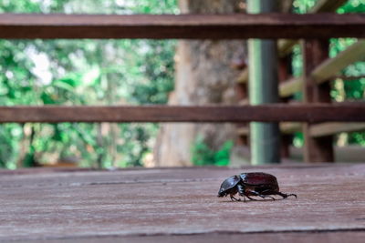 Close-up of insect on wooden railing
