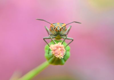 Close-up of insect on pink flower