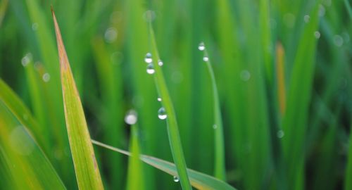 Close-up of raindrops on grass