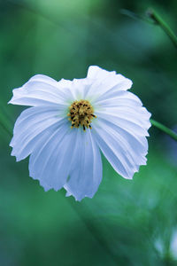 Close-up of white flower