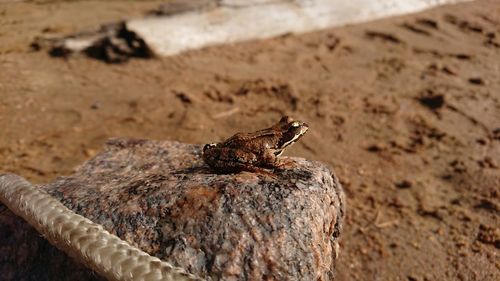 Close-up of lizard on rock