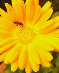 Close-up of bee on yellow flower