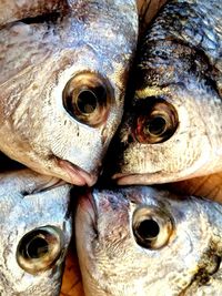 Close-up of fish for sale in market