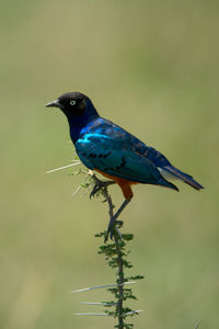 Superb starling on thornbush with green bokeh