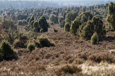 Scenic view of trees on desert