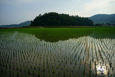 Scenic view of rice field against sky