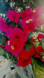 Close-up of red flowers blooming outdoors